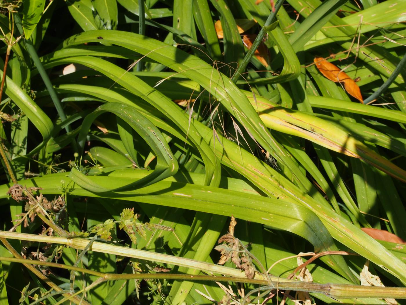 Day-lily, Orange leaf